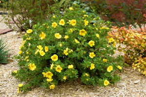 Obraz Potentilla